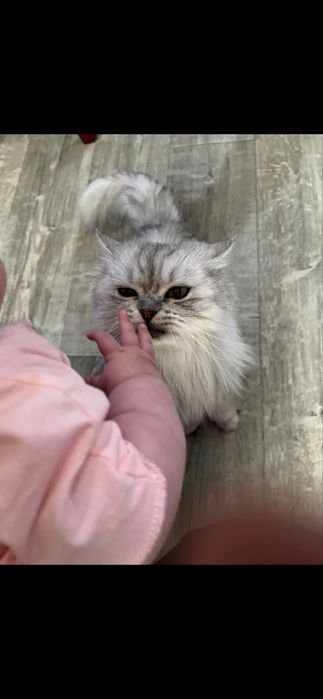 Отдам кошку в добрые руки