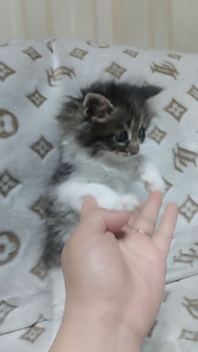 Котята норвежской лесной кошки