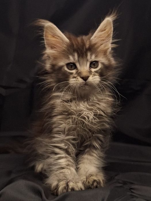 Питомник эксклюзивных мейн-кунов