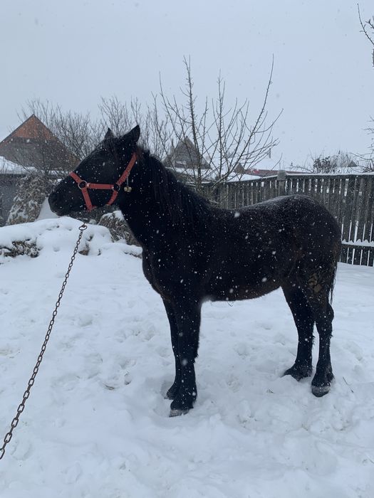 Schimb sau vand manza