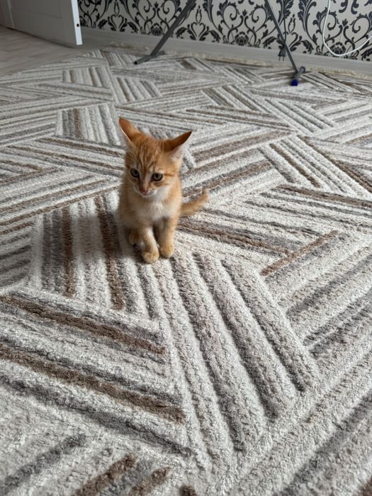 Отдам котенка в добрые руки