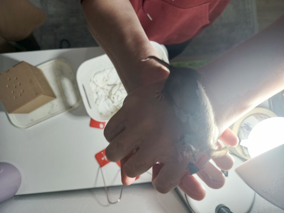 мышь девочка, 2 месяца.