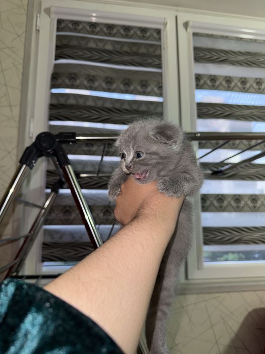 Котята скотиш фолд и скотиш страйт