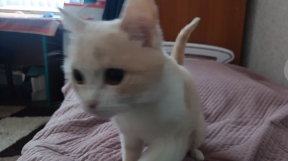 Продам Кошку турецкий ангора