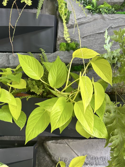 Сингониум Мохито, эпипремнуи