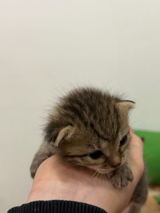 Бронь на котят на сентябрь