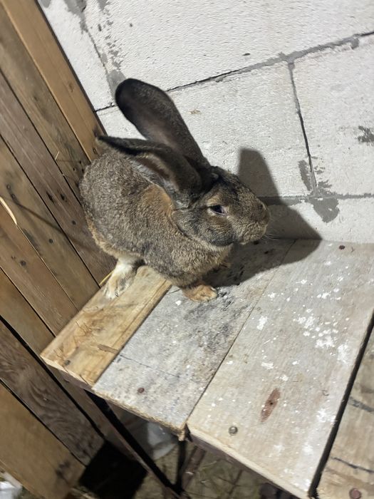 Vand iepuroi urias german