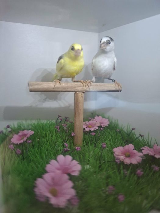 Vănd canari opheus si slavujar
