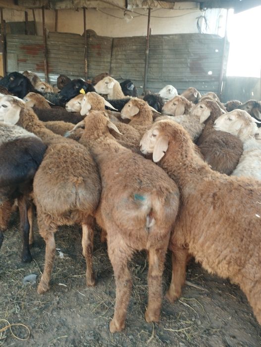 Бараны Бараны баран