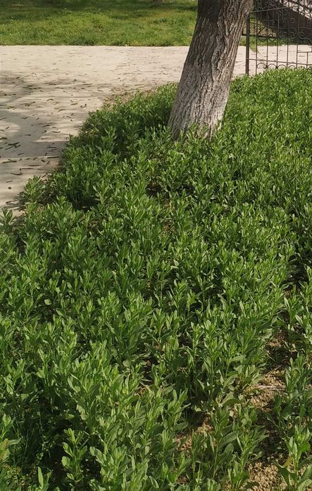 Hasanbpyda 4 sotik er Yoshlik sport komplex