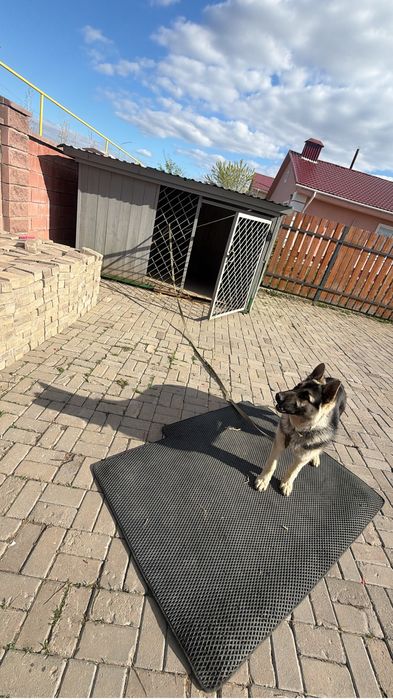 Немецкая овчарка