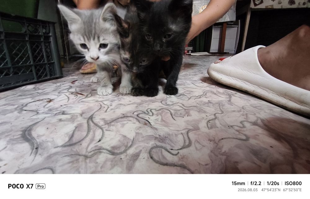 Котёнок мальчик серый белый