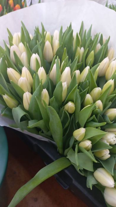 Голладские тюльпаны