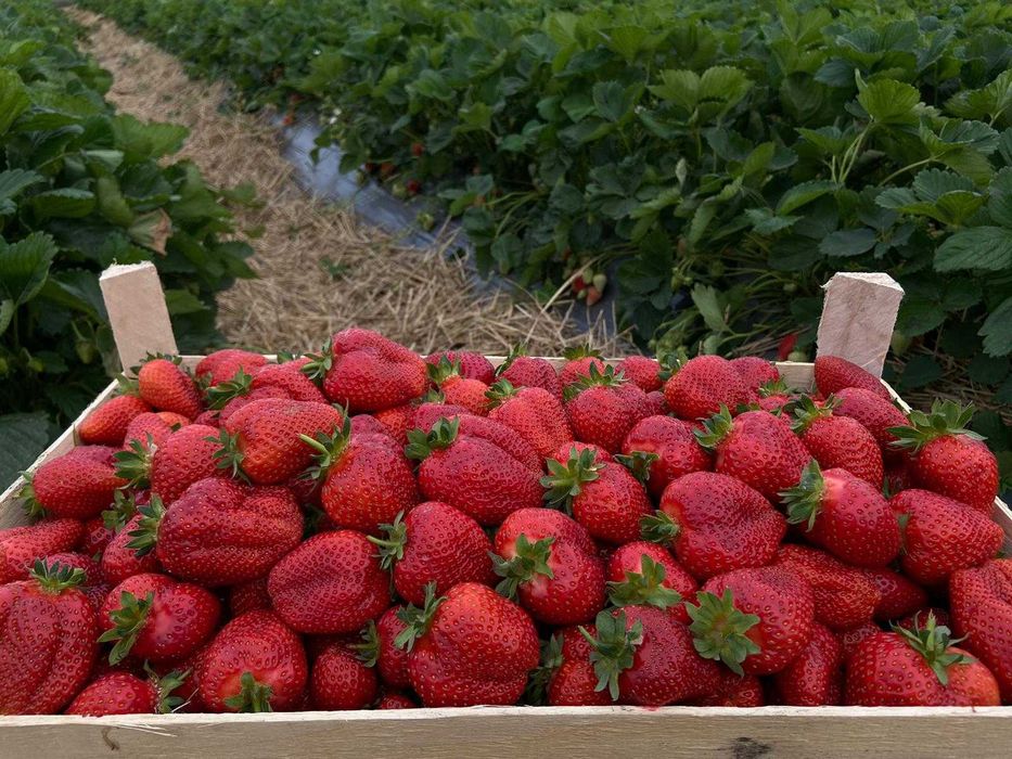 Capsuni stoloni productie tot timpul anului ,albion, alba