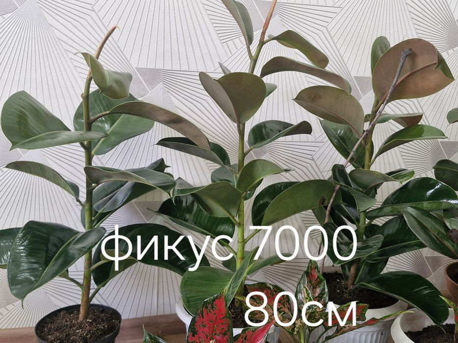 Уй гұлдері арзан багада