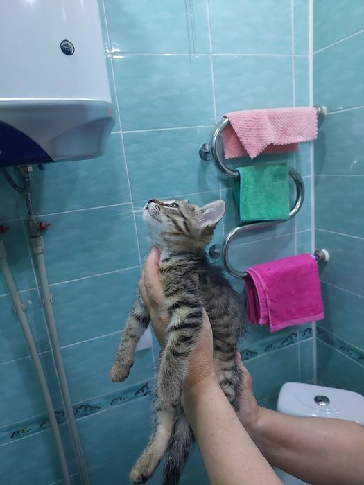 Малышка ищет дом