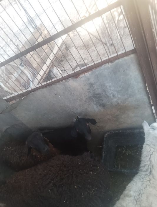 Баран зор алатын болсаңдар жазыңдар