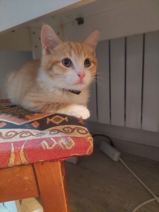 Милый котенок в добрые руки