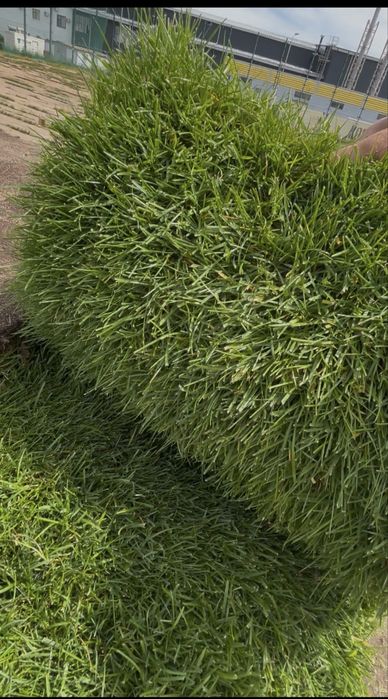 Газон рулоный наивысшего качества