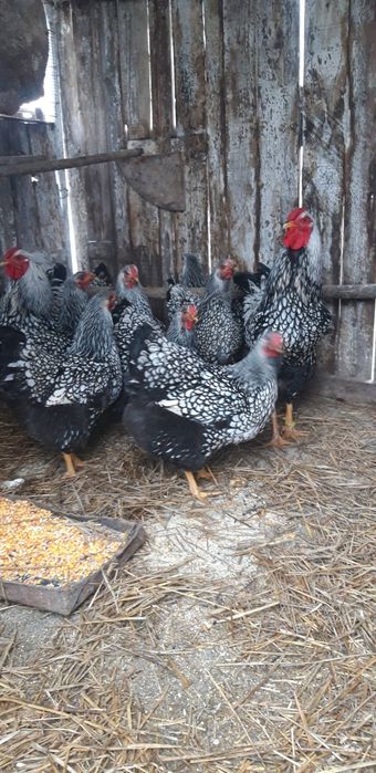 Vind oua si pui  Wiandotte  ,G S G,  Australop