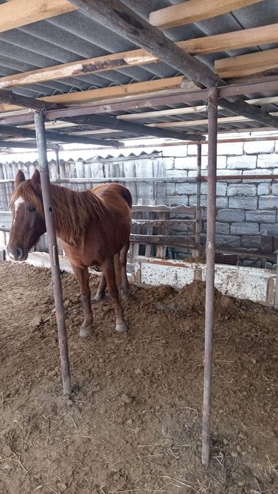 Бие сатылады туатын