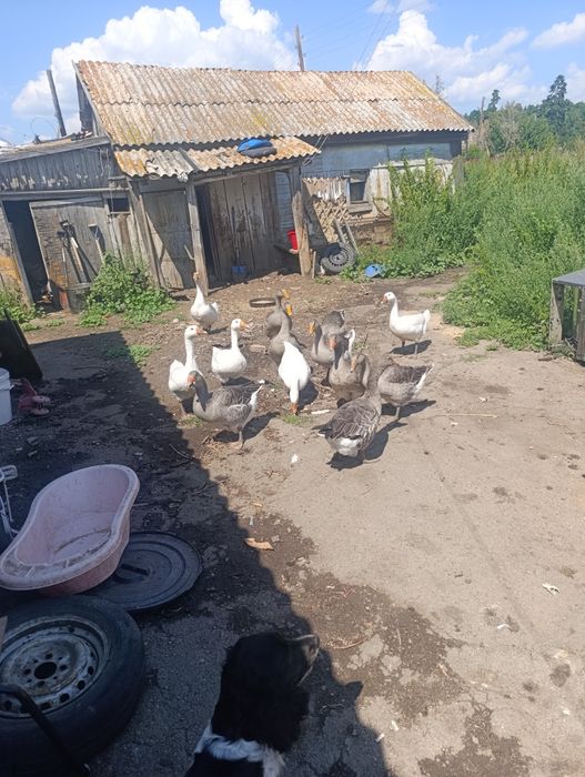 Продам семью гусей