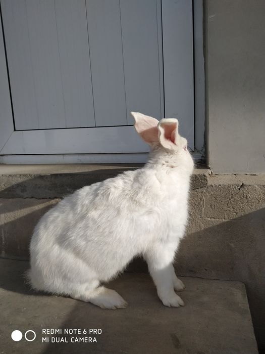 Quyon Куйон пара СОТИЛАДИ