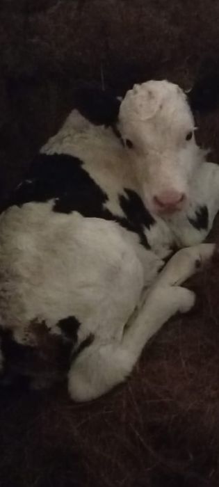 Продам телёнка тёлочка