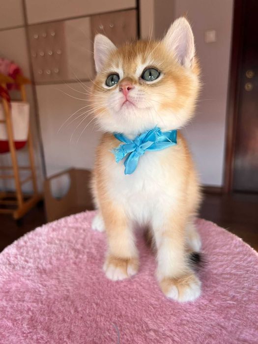 Băiețel iubitor british shorthair golden chinchilla!