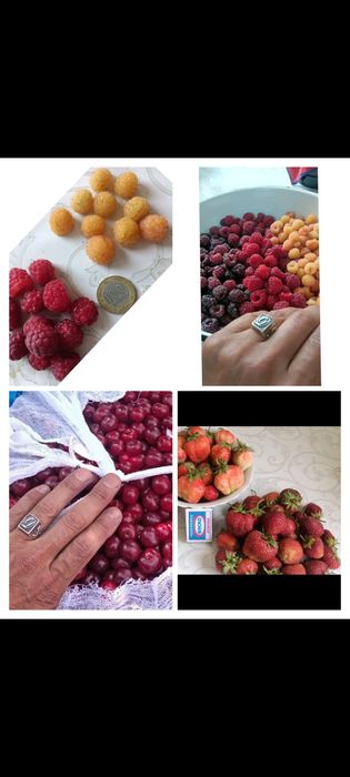 Продам  саженцы ягод