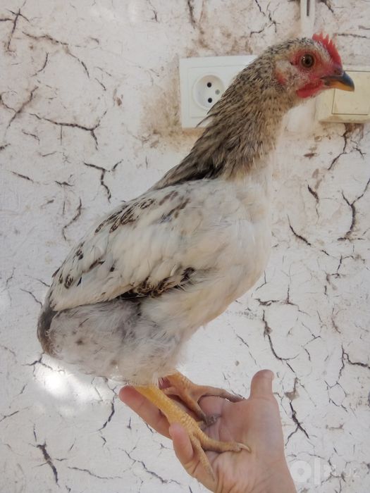 Soğlom asal jojalar sotiladi