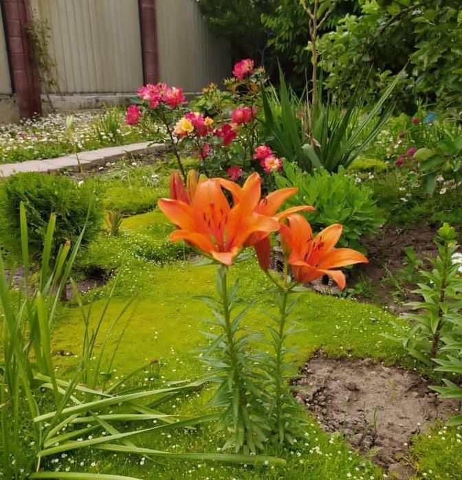 Продам луковицы лилии на посадку