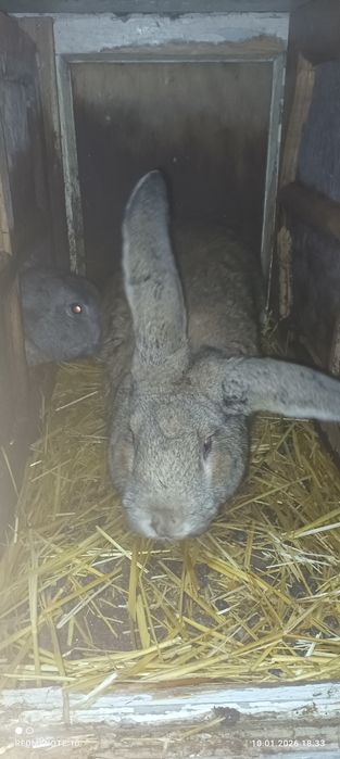 Erkak Flander quyon sotiladi