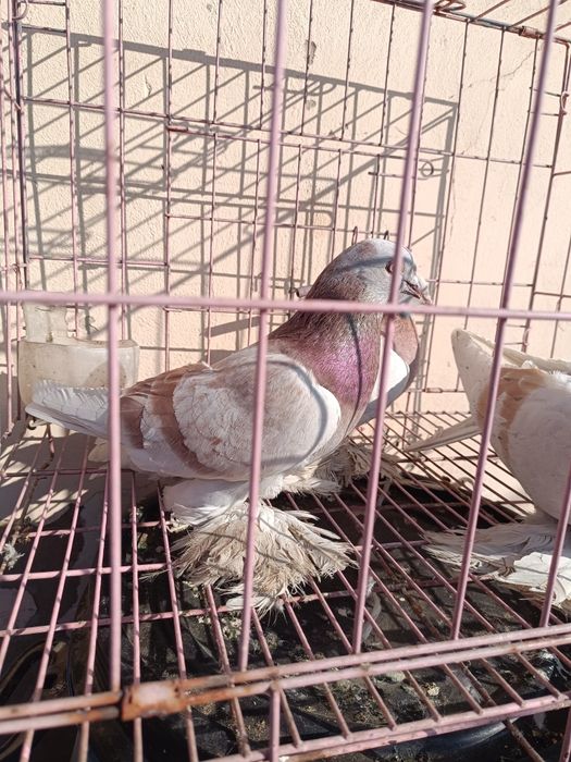 Голуби лохмоногие сиреневые, тасман