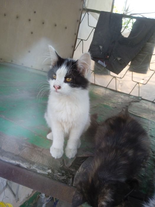 Отдам в хорошие руки