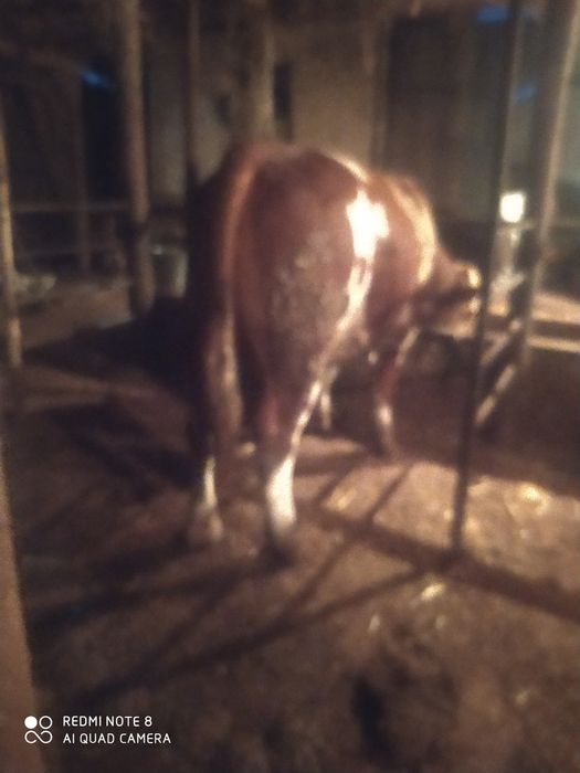 Паркент.Сментал Бука 2 та. Бир ёшдан ошган.