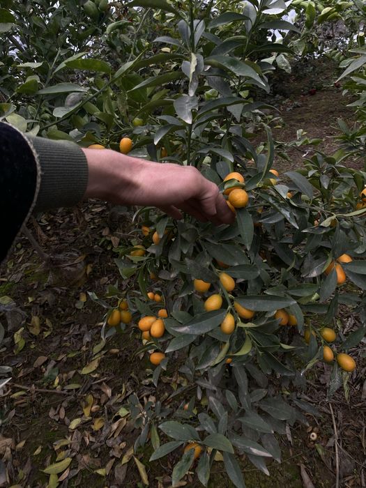 Pomello kumkuvat koʻchatlar