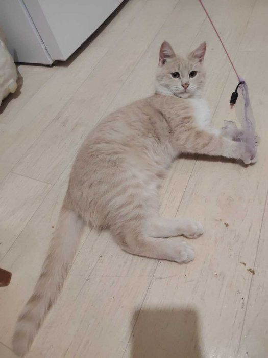 Кот ищет себе дом