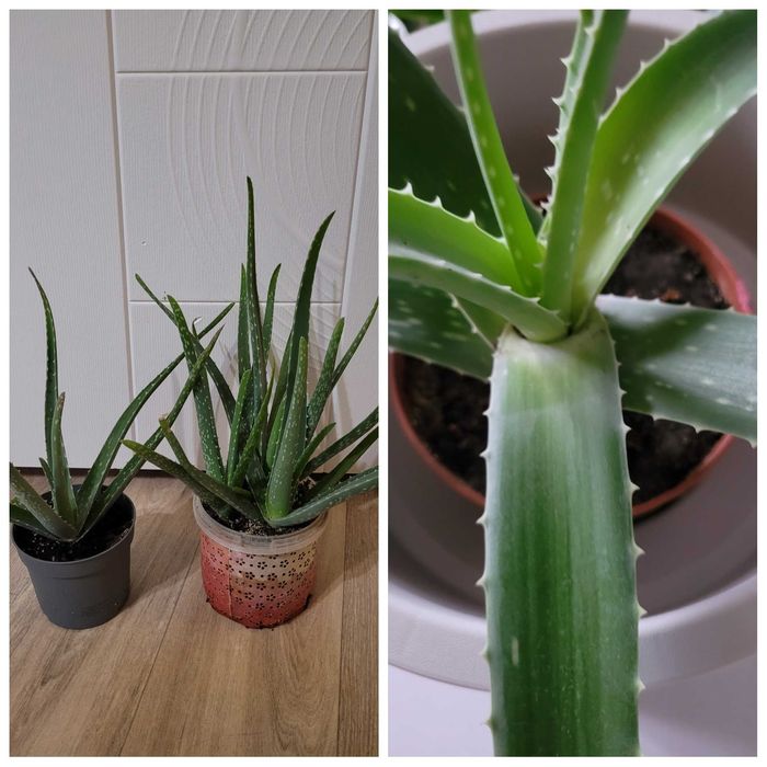 Молочай цветущий