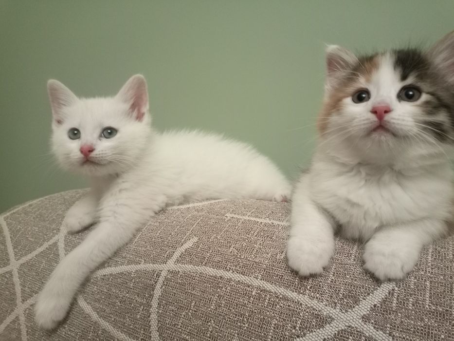 Продаются котята