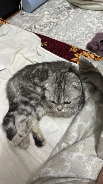 Кошка весловухая девочка обмен срочно