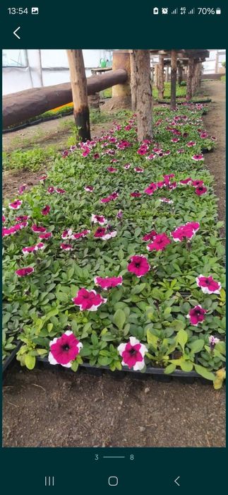 Продам петунию оптом