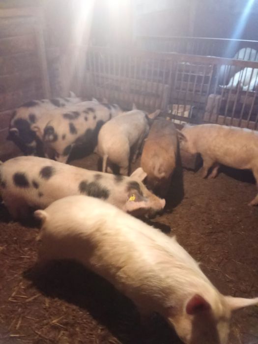 Продам свиней 6 мес