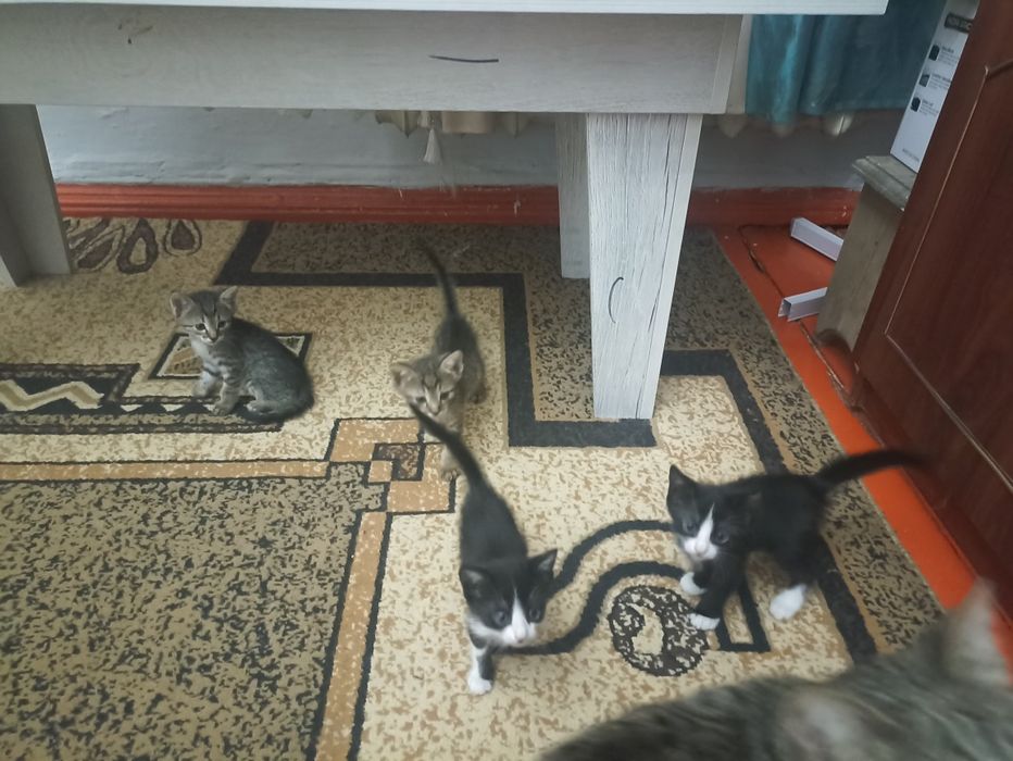 Отдам котят бесплатно