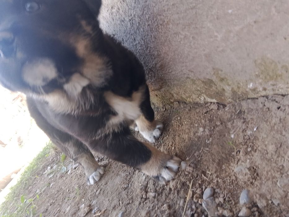 Күшіктер, щеноки