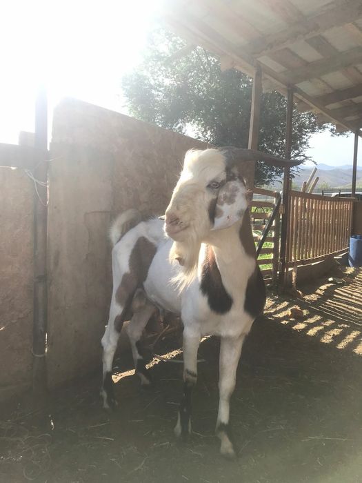 Продам теке производитель