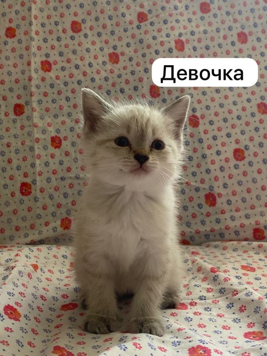Отдам котят бесплатно