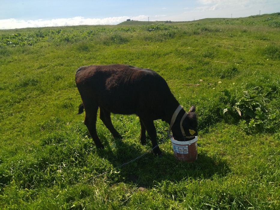 Vând  vițică angus