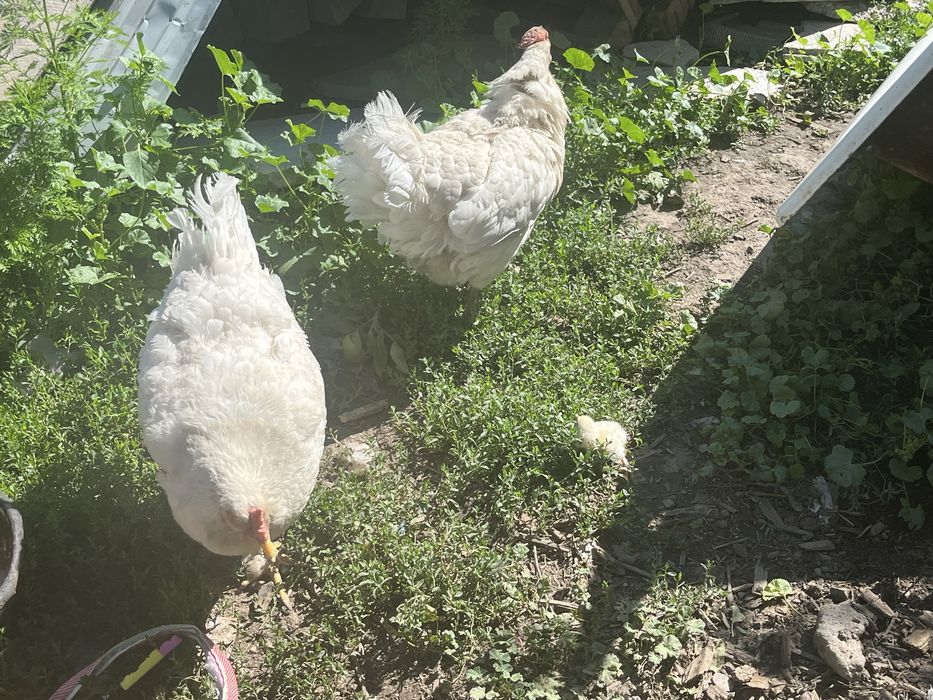 Петух и курицы продам