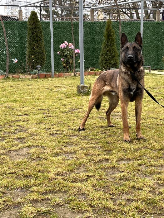 Белгийска Малиноа